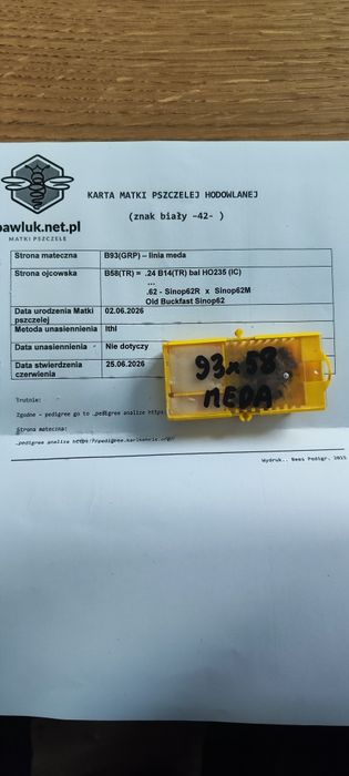 Rodziny pszczele Buckfast Meda