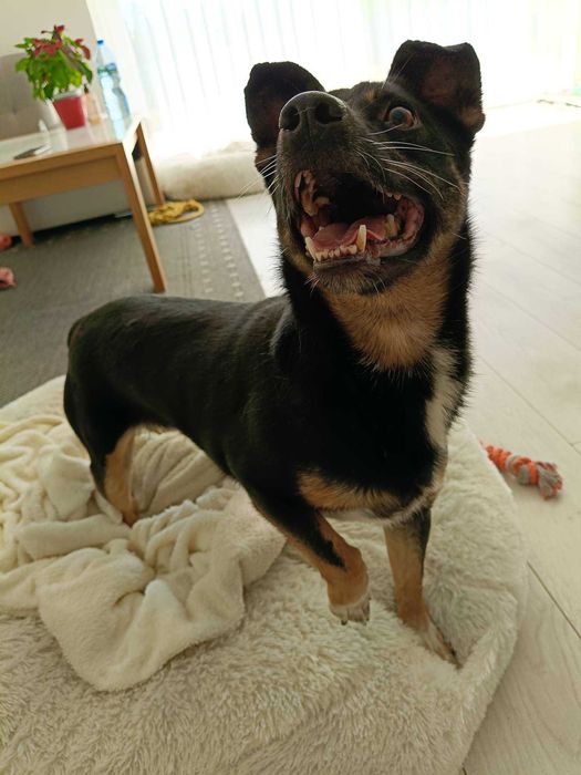 Riko poleca się do adopcji
