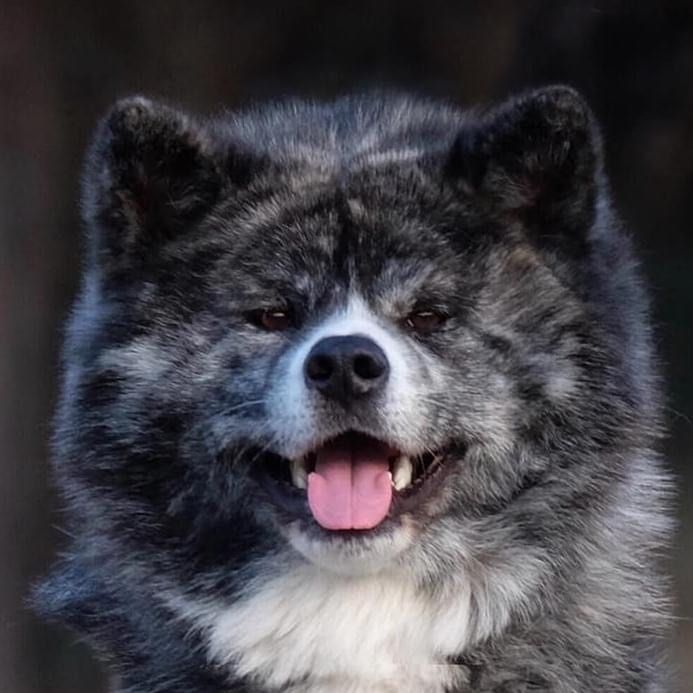 Різнокольорові японська Акіта іну