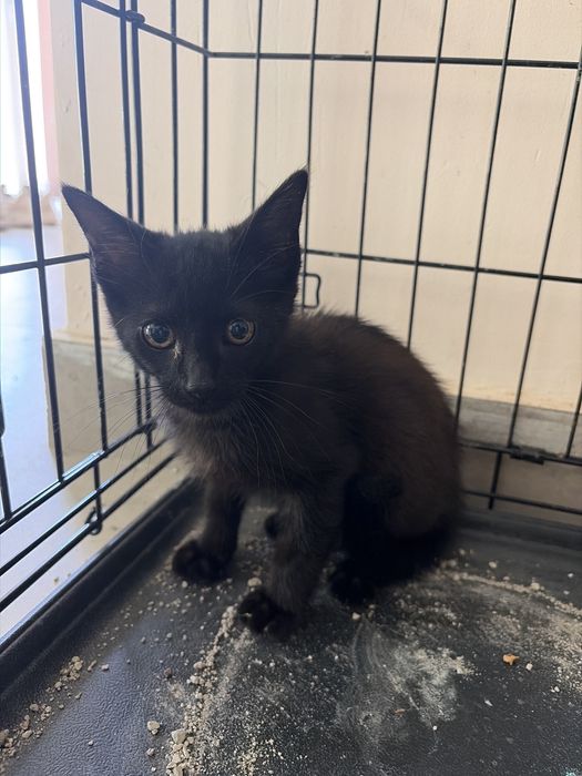 Gato bébé preto grátis