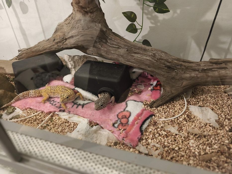 Sprzedam 2 gekony lamparcie razem z terrarium