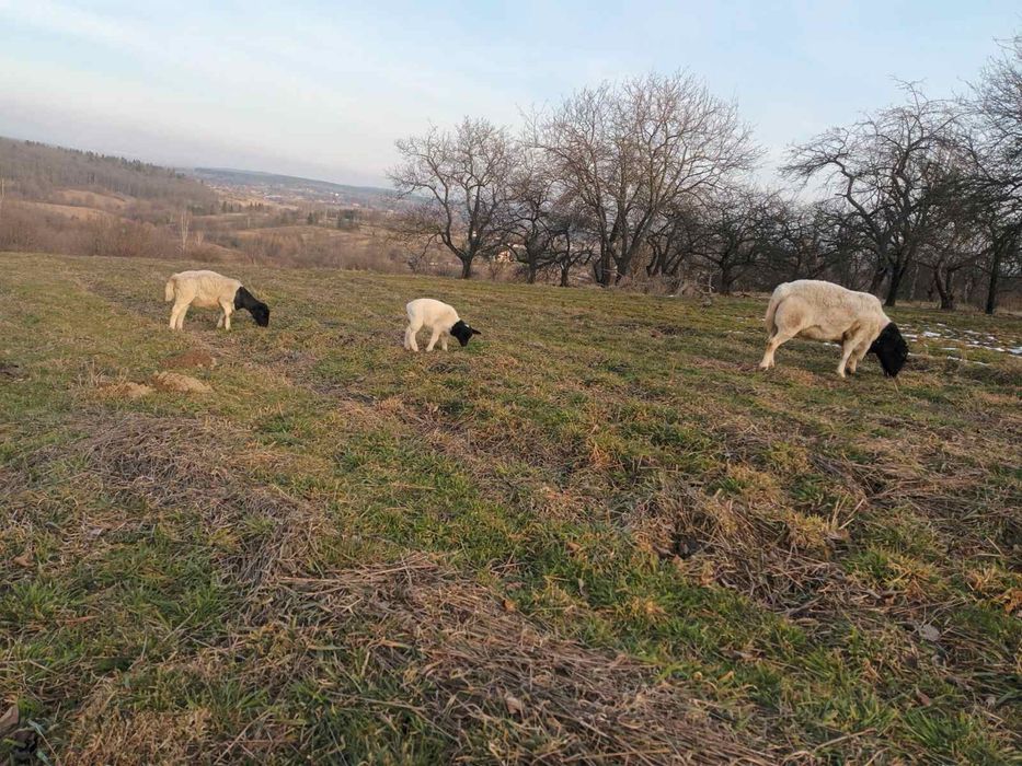 Продам молодих овечок