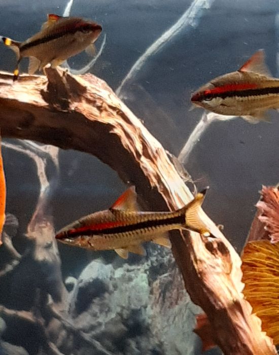 Барбуси денісоні