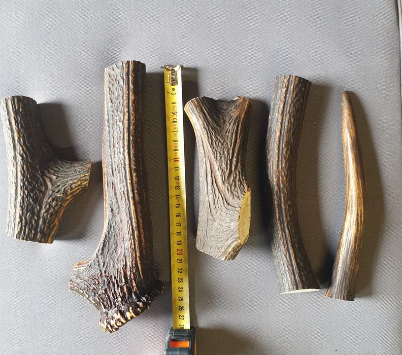 Gryzak naturalny, poroże