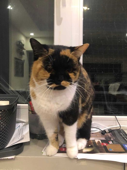 kotka brytyjska do hodowli rodowód FPL