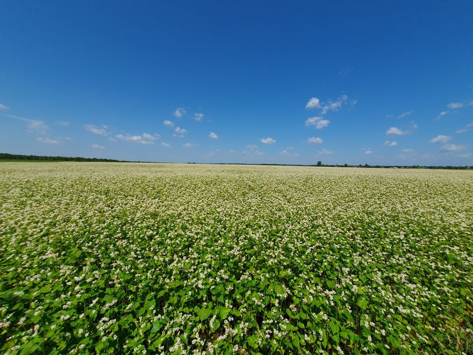 Мед гречка + ліс