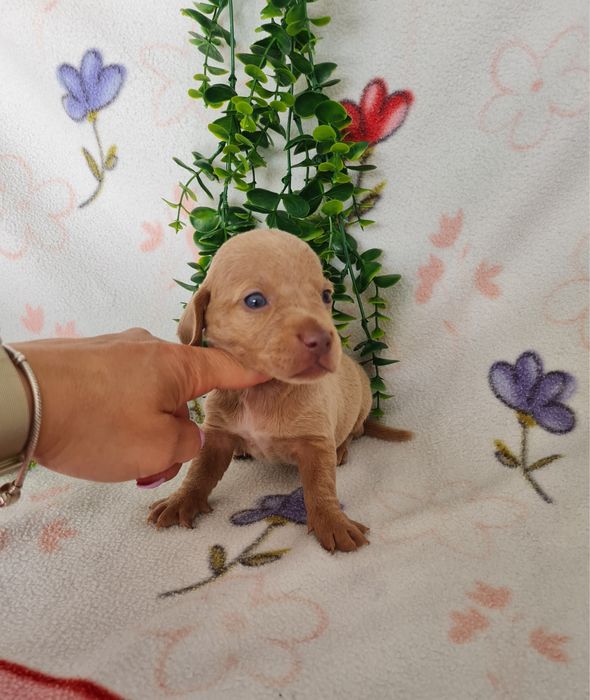 Estupendo macho Teckel cor rara de Qualidade