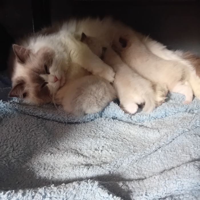 Kotka  Ragdoll z rodowodem