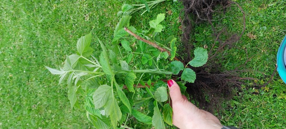 Maliny odmiana Polka sadzonki z ekologicznego ogródka