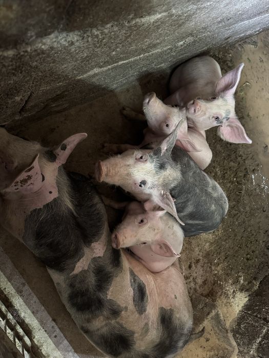 Leitoes para criar e porcas para abate caseiros