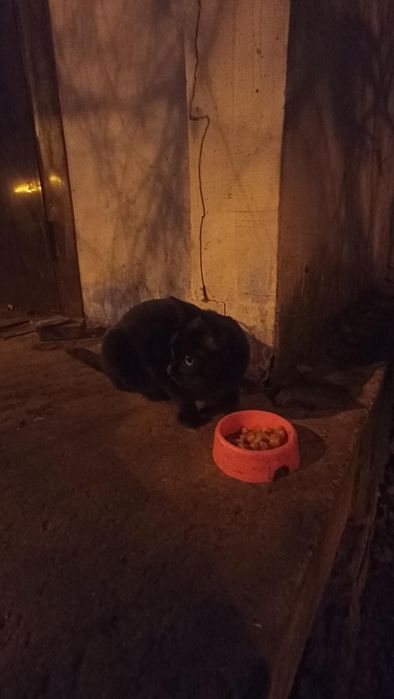 Отдам чёрного котенка, девочка, 6 месяцев