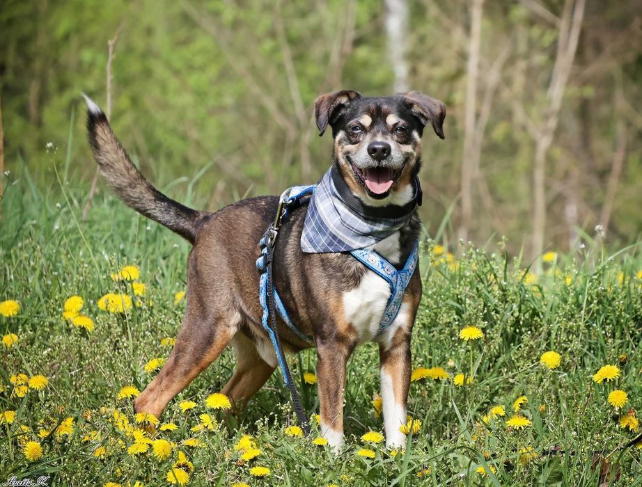 Wspaniały staruszek DOMEL czeka na dom!
