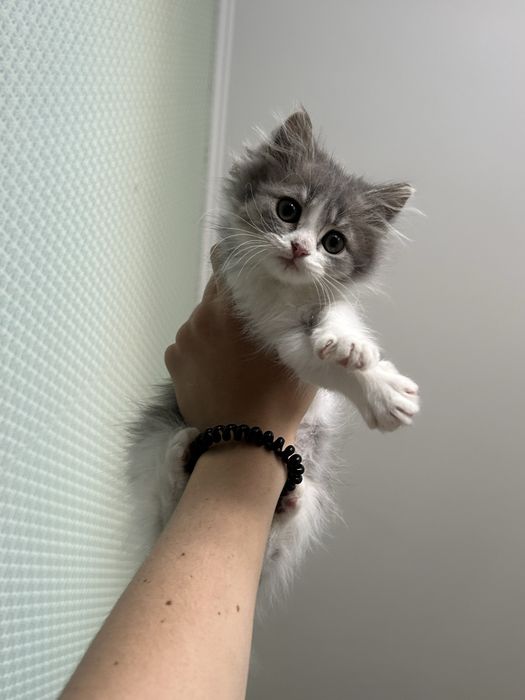 Отдам кошку в добрые руки