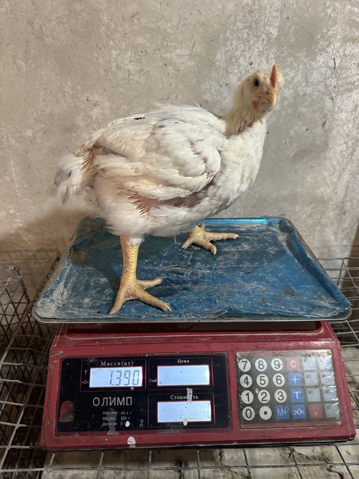 Бройлери.