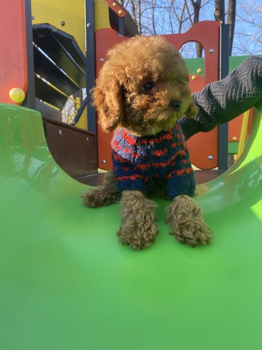 Той пудель хлопчик без білих плям вакцінація батьки в стандарті тойййй