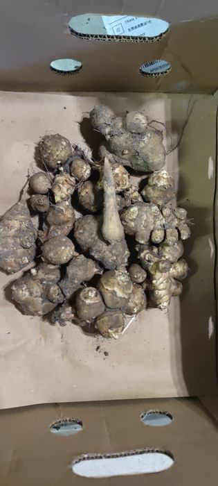 Topinambur bulwy do sadzenia