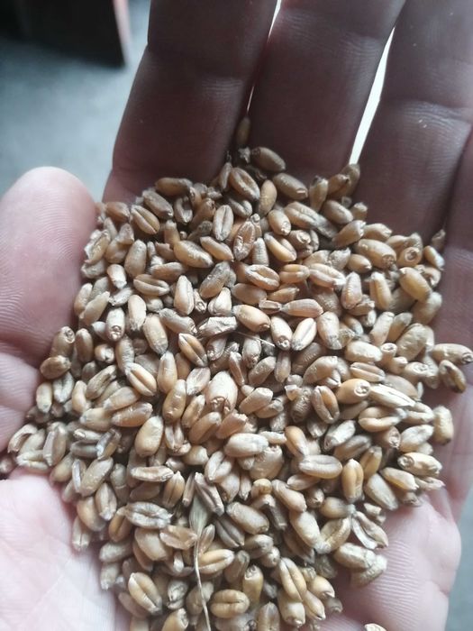 Pszenica worki 25kg trasport