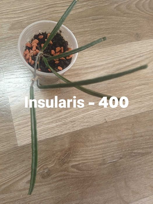 хойя Хойя  Insularis