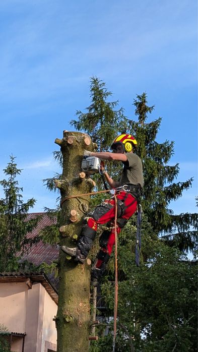 Wycinka drzew trudnych i niebezpiecznych, Arborysta, pielęgnacje