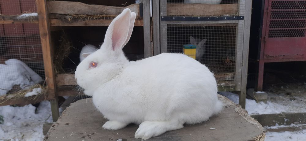 Sprzedam tuszki królicze – 100% naturalne