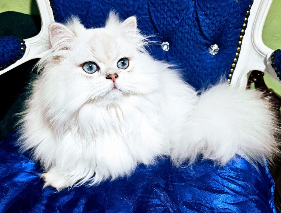 Brytyjski  piękny point kocur długowłosy  błękitnooki