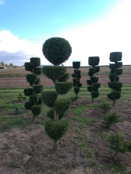 Tuja Szmaragd formowana