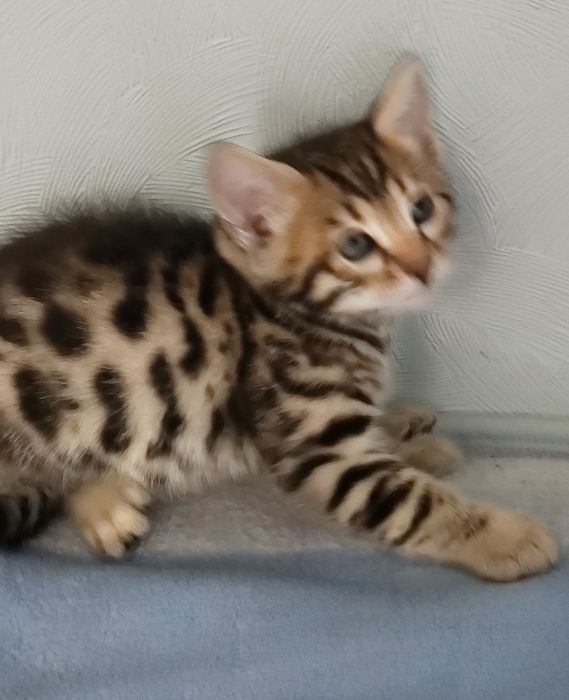 Бенгальські кошенята