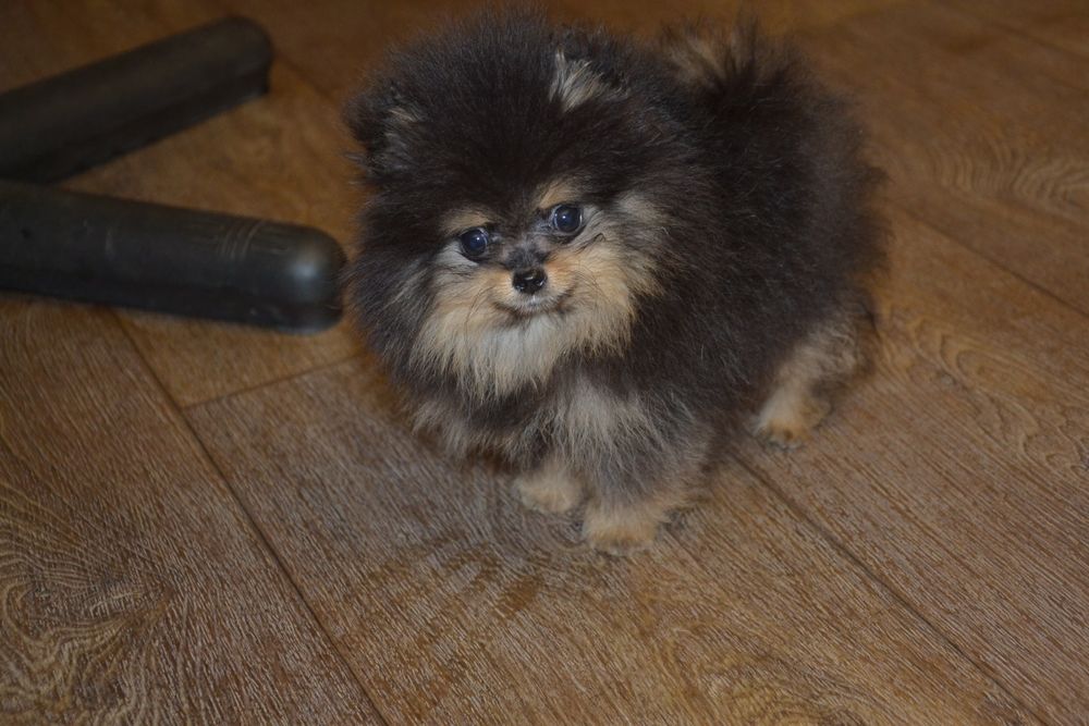 Міні хлопчики.Привезу по Україні!