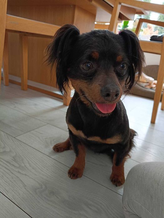 Kajko poleca się do adopcji