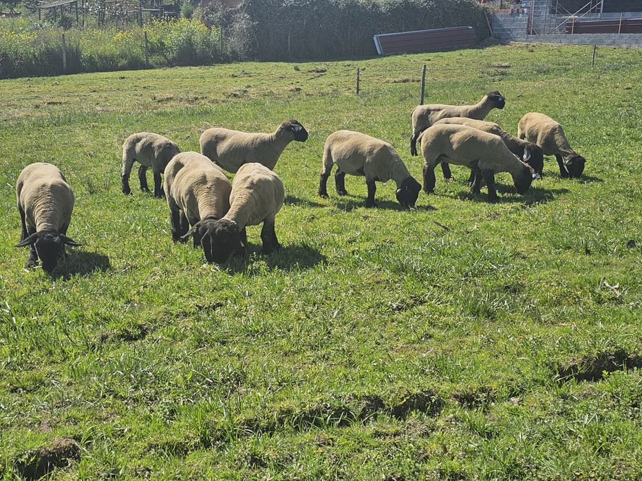 Rebanho Suffolk Inglês Registado