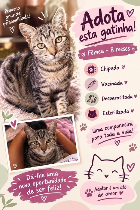 Gatinha para adopção responsável
