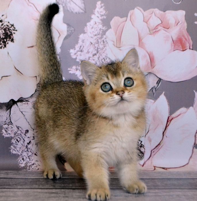 Золотая британская шиншилла котик, кошечка