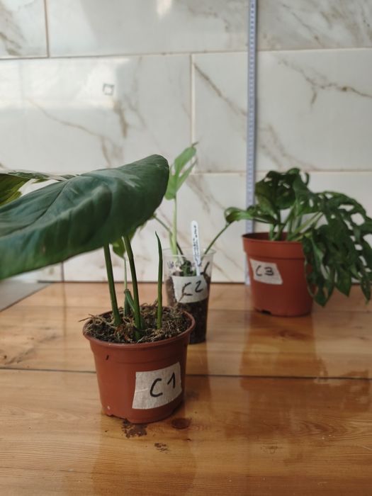 Lote de plantas monsteras variagatas