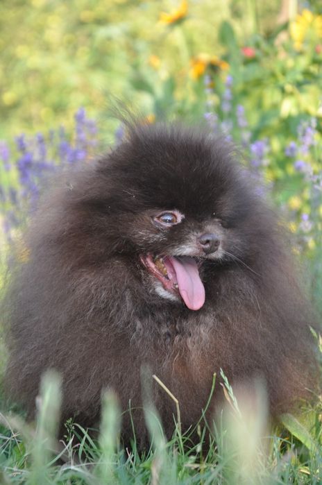 Кобель померанского шпица шоколад вязка.