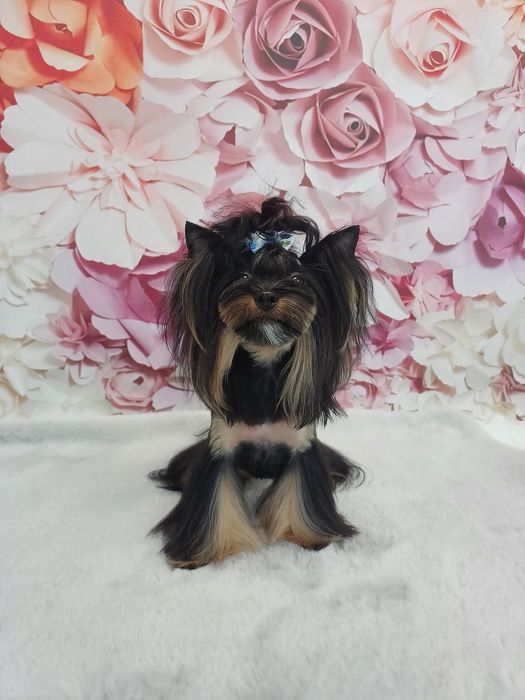 Groomer strzyżenie psów