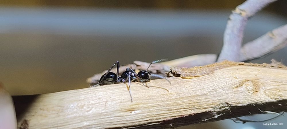 Polyrhachis cf laevissima OPIS