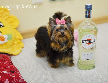 Йорки и БИВЕР Йорки! Щенки VIP-класса! Супер-мини и стандарт. Киев.