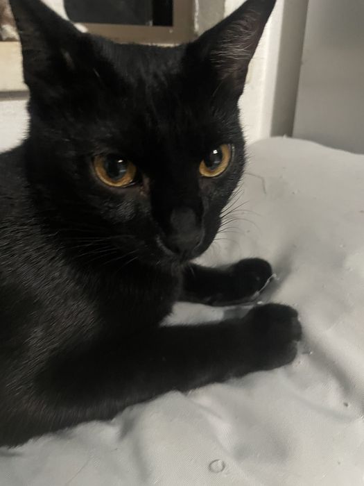 Gatinhos para adocao Fernao Ferro/Seixal