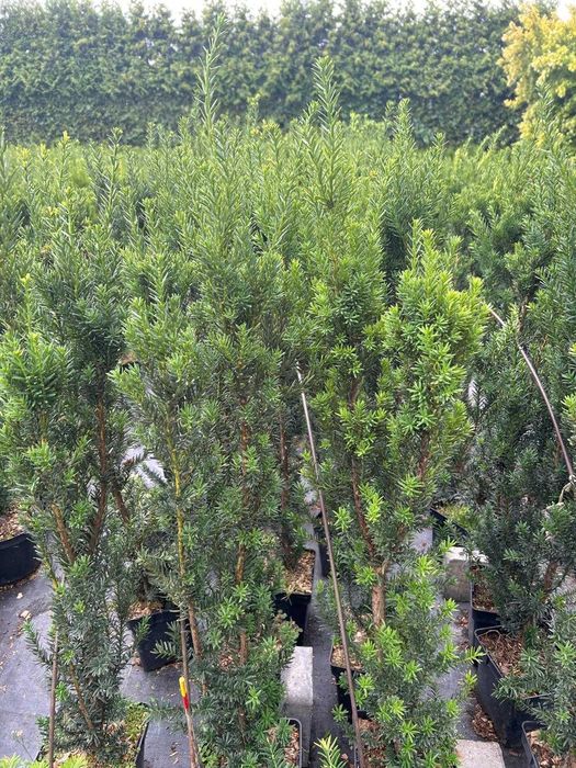 Cis Hillii Taxus Hillii 80-100 cm w doniczce