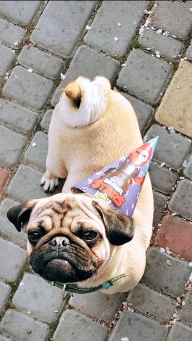 Мопс Люцифер ТЕРМІНОВО шукає наречену!
Мопс Люцифер — 5