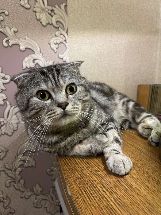 Предлгаем,вашего внимания кота на вязку)