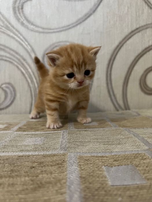 Шотландський червоний мармур