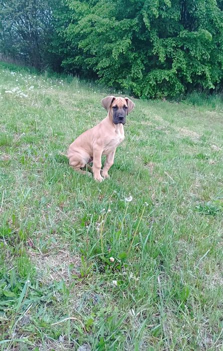 Piękna żółta suczka rasy dog niemiecki