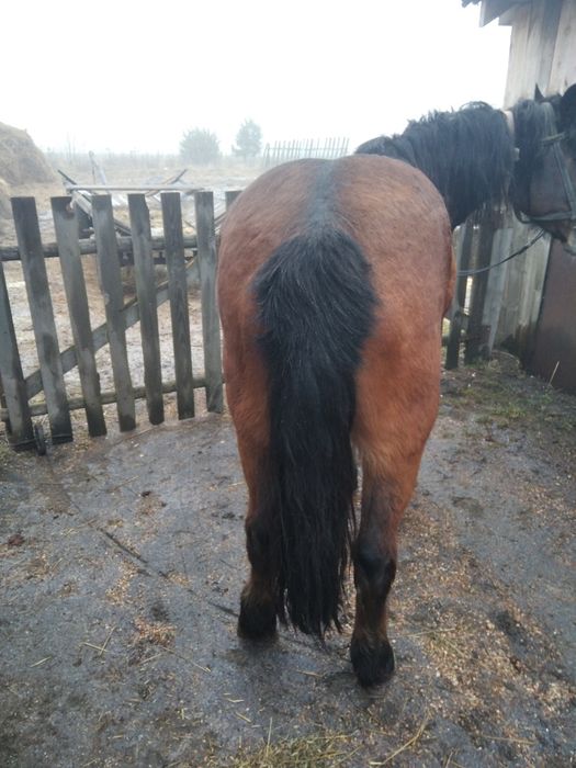 Продам кобилу робочу