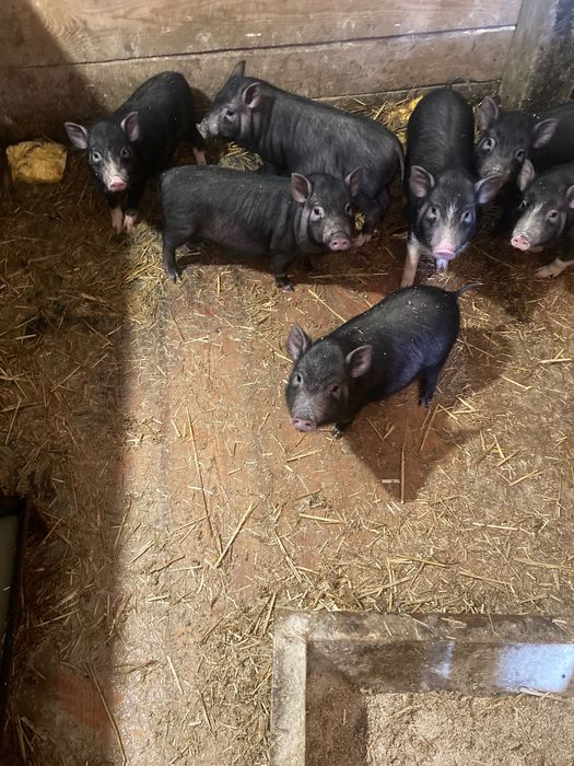 Продаж свиней в'єтнамці