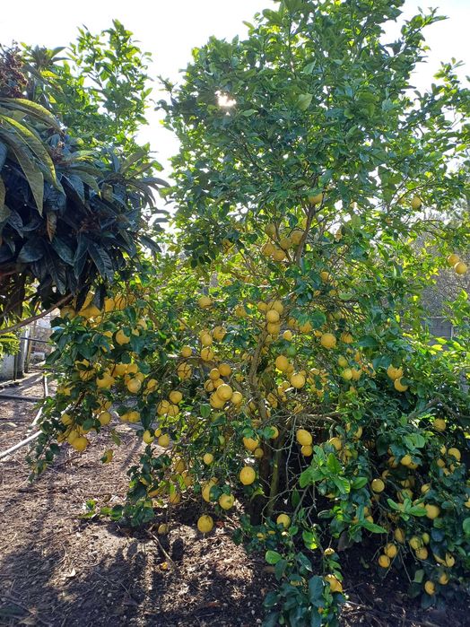 Vendo limoes caseiros