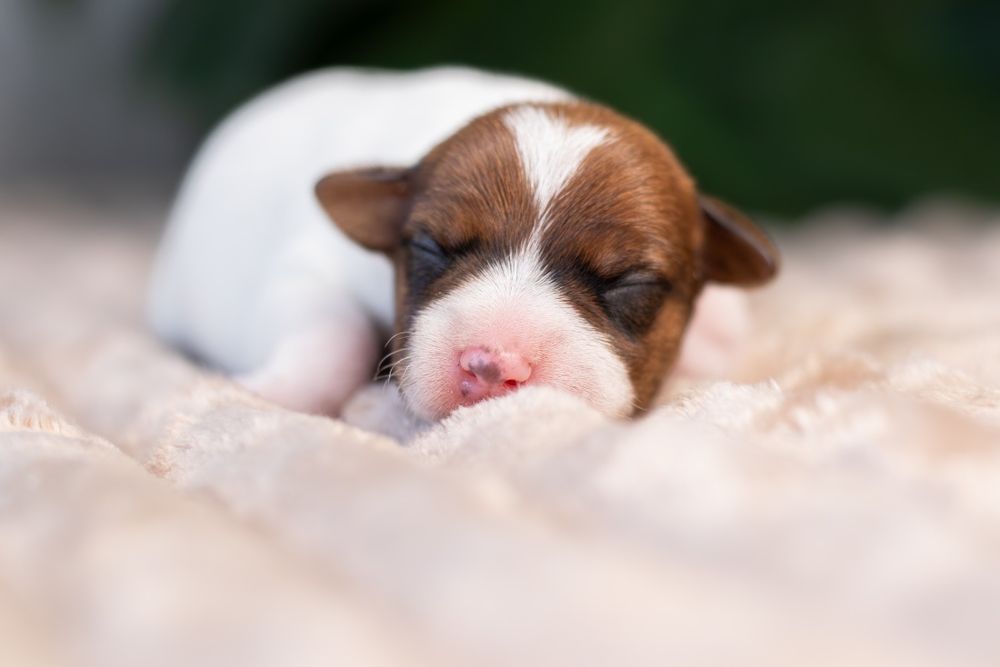 Suczka Parson Russell Terrier - ZKwP