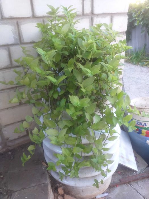 Традесканция зеленая