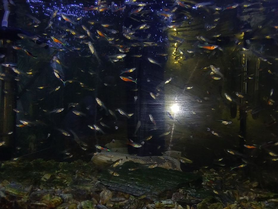 Rybki akwariowe gupiki