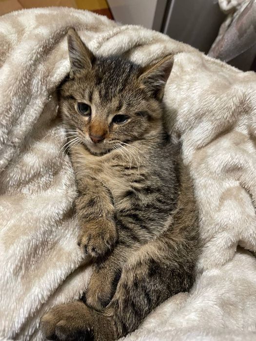 Кошеня безкоштовно